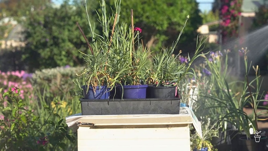 A tray filled with plants in plastic pots.