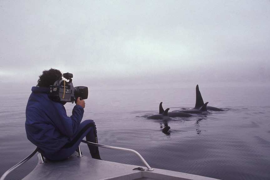 David Parer filming killer whales from a boat