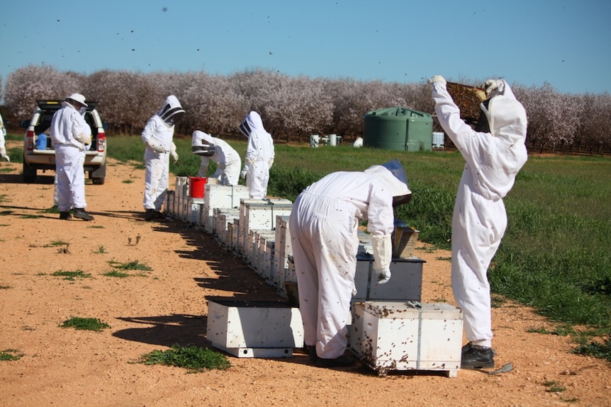 Biosecurity officers are inspecting bee hives at a Select Harvest almond orchard.