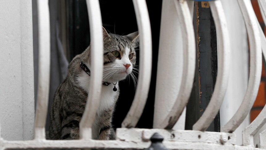 A cat sits on a windowsill behind a wrought iron balcony with the Ecuadorean embassy shield attached