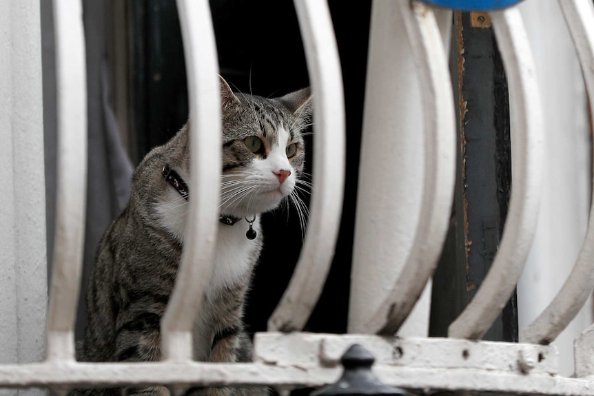 A cat sits on a windowsill behind a wrought iron balcony with the Ecuadorean embassy shield attached
