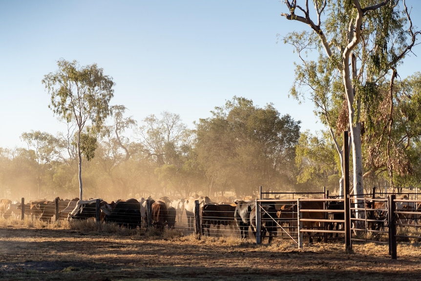 A herd of cattle behind a fence