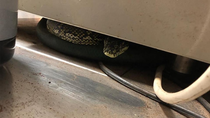 This Diamond Head Python made its home inside the coffee machine.