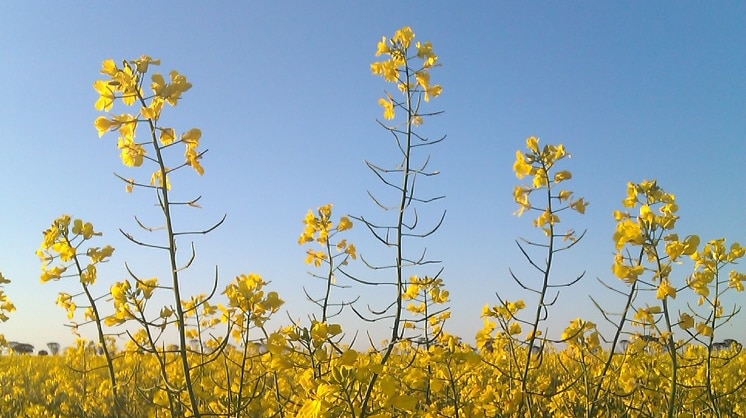 A canola crop in Western Australia