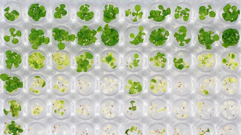 An aerial photograph of 60 science trays with varying degrees of green weeds within each.