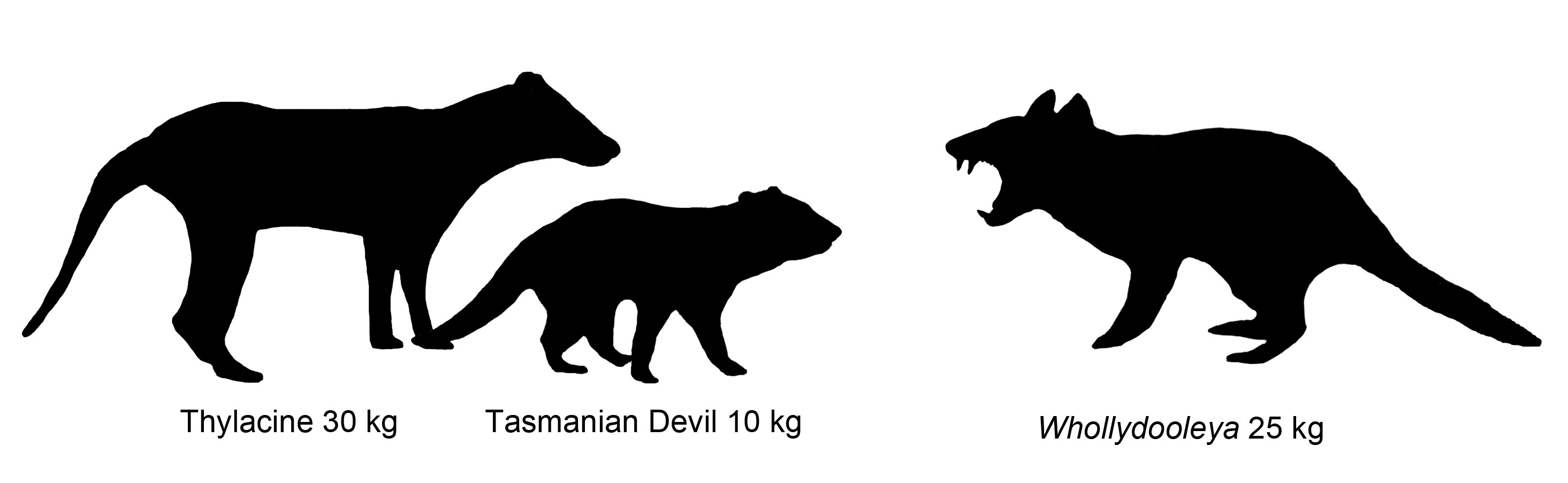 The outlines of three animals.
