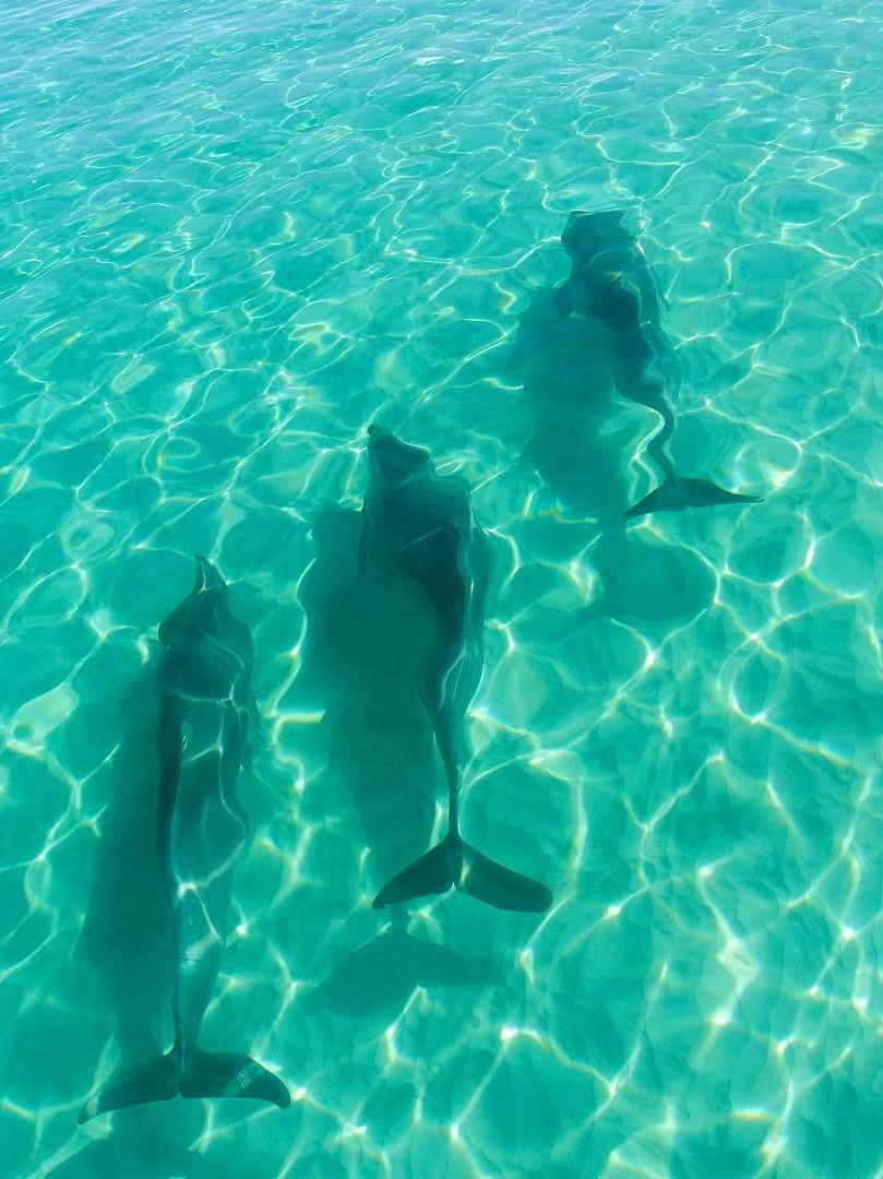 Clear green coloured water hawkeye view of three dolphins under shallow water