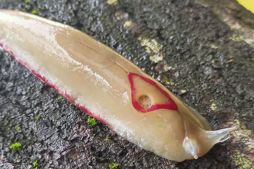 A slug with a red triangle on its back on a tree trunk.