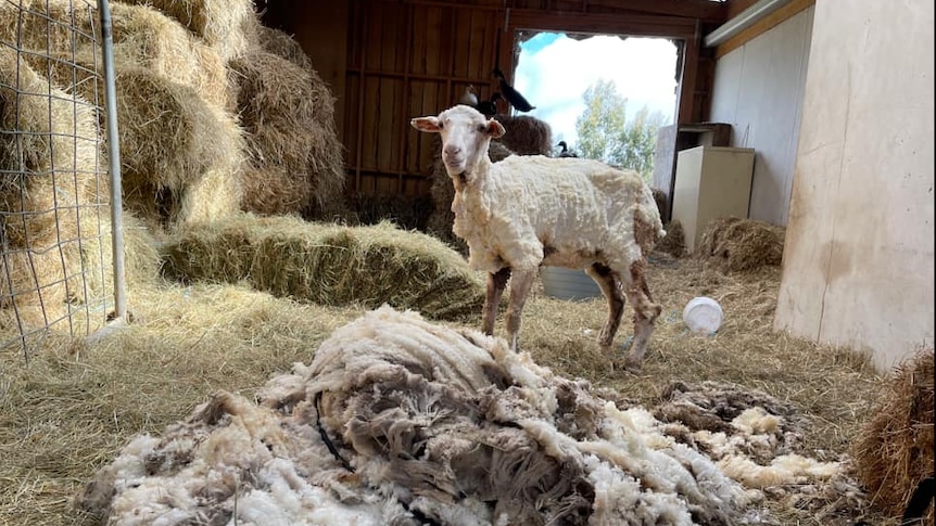 A shorn sheep stands in the background with a large fleece in the foreground