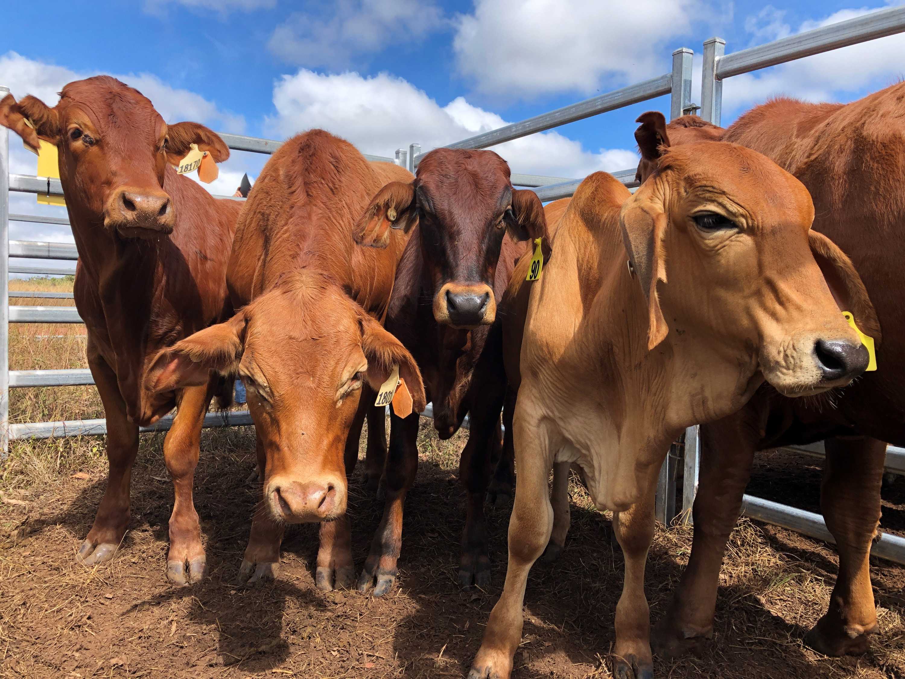 West Australian pastoralist Michael Thompson takes fight to