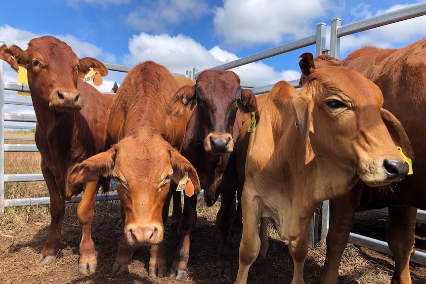 Five young, dark red cattle standing close together in a pen