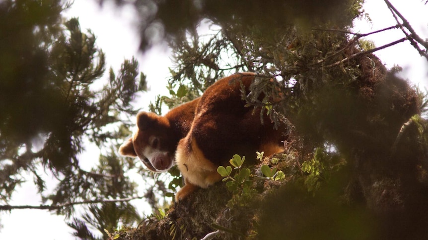 Goodfellow's Tree Kangaroo