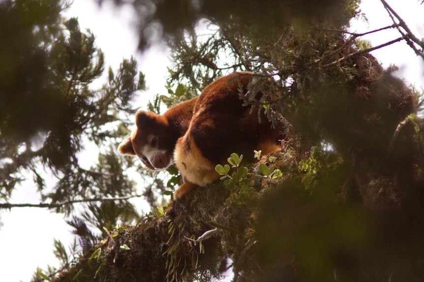 A Huon Tree Kangaroo up a tree
