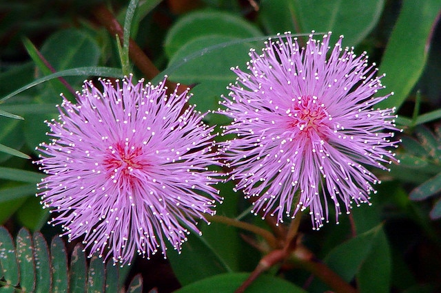 Mimosa pudica