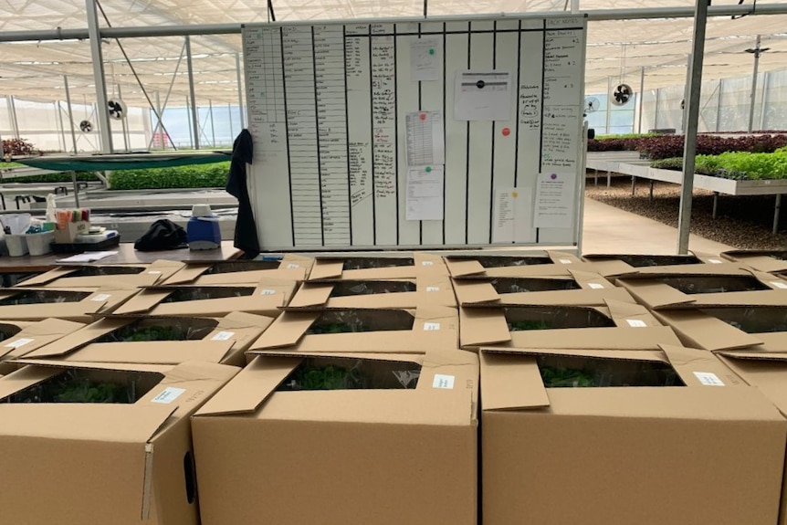 Boxes filled with microgreens sit on a table, with a whiteboard behind.