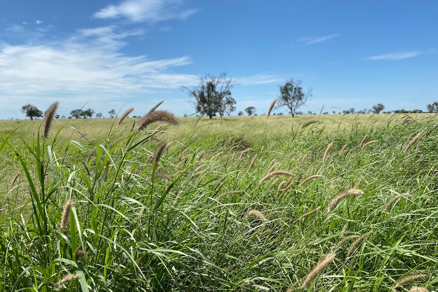 Buffel grass in a paddock beneath a sunny sky.