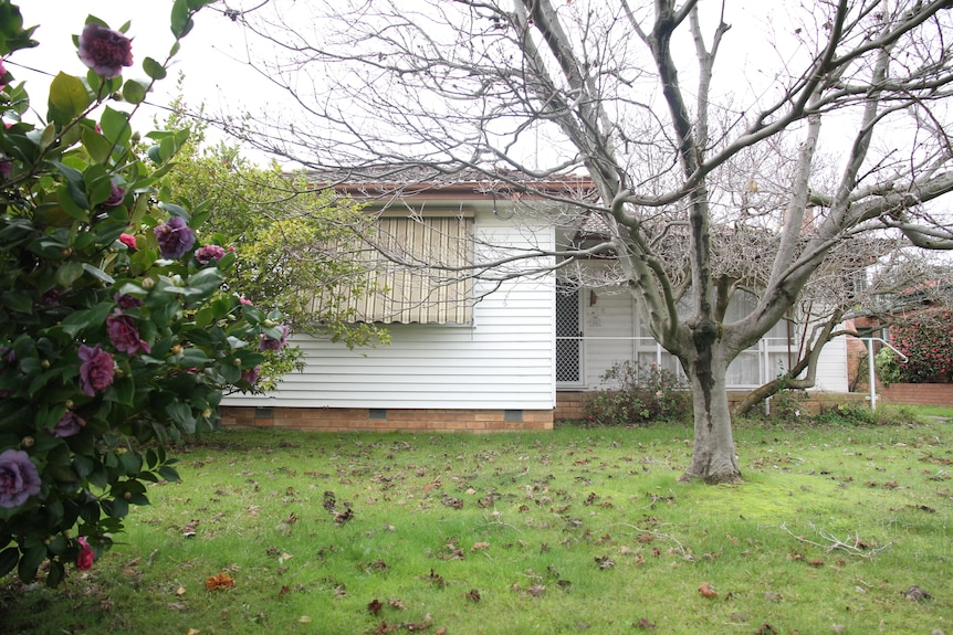 A white weatherboard house with a bare-branched tree in front yard, a bush with pink camellia on the side, overcast sky.