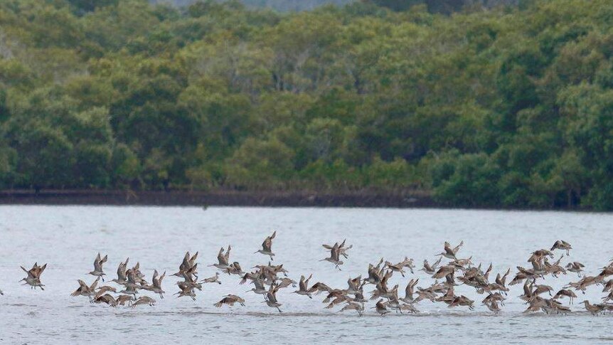 Bar-tailed godwits taking flight over water.