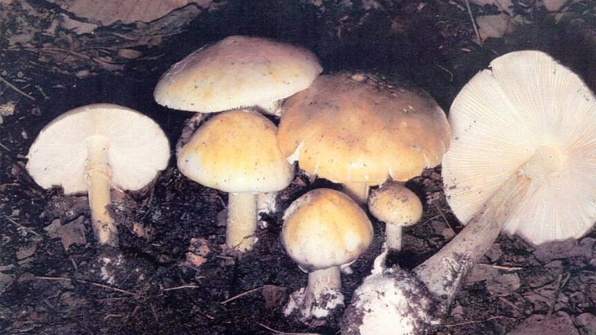 Death cap mushrooms