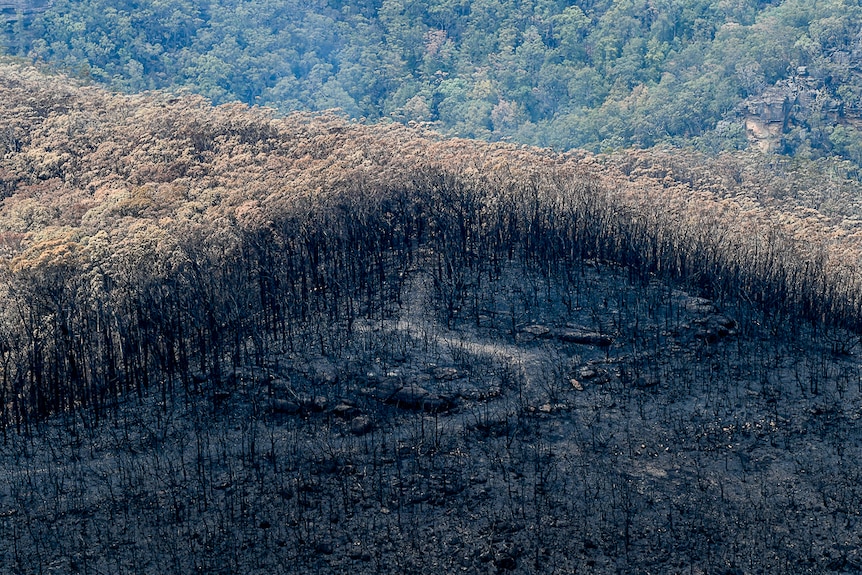 Burnt ground in a fire zone, next to brown trees