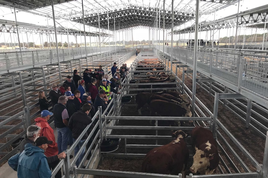 People look at cattle inside the new Mortlake saleyards in western Victoria.