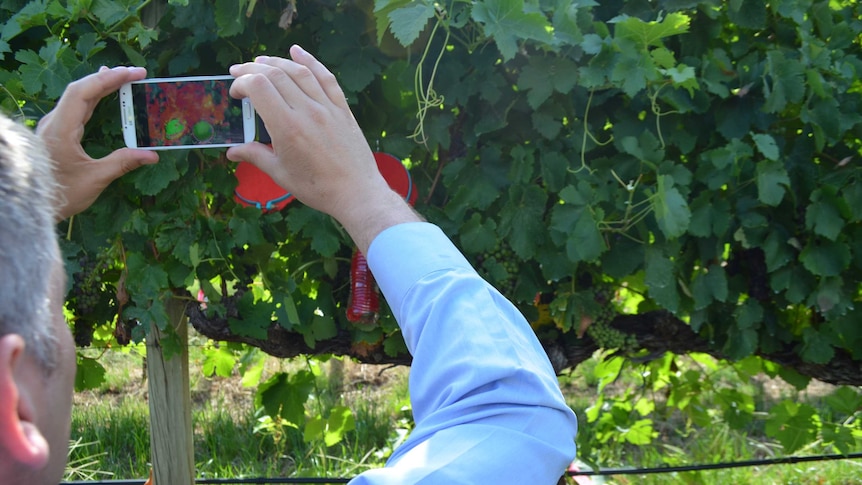 Viticultural scientists and grape growers are trialling smartphone app Vine Water Stress.