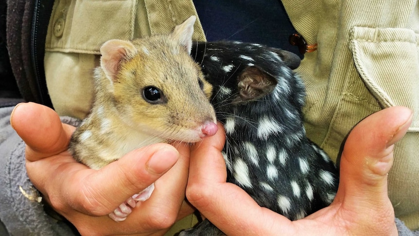 Two quolls, one black with white spots and one tan with white spots, together in a man's pair of hands