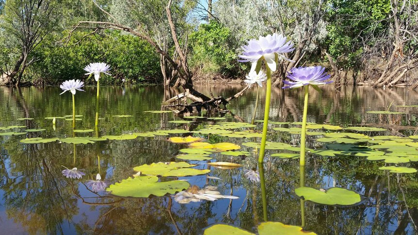 Central Kimberley water lily