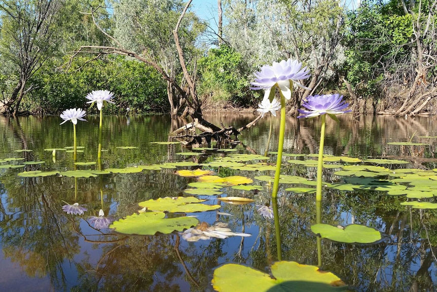 Central Kimberley water lily