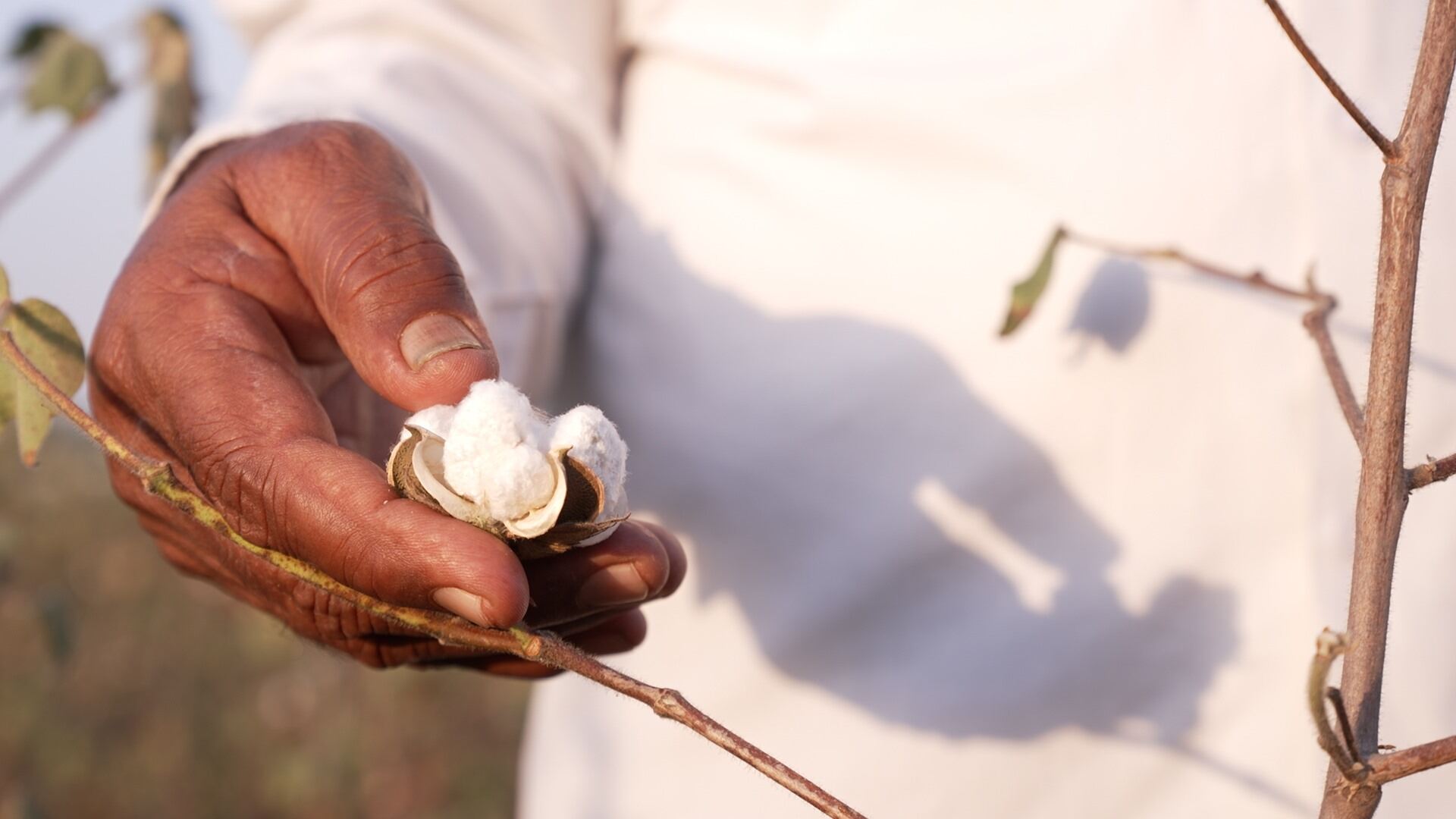 A person holds a cotton plant.