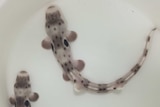 Tiny epaulette carpet shark found across northern Australia and New Guinea