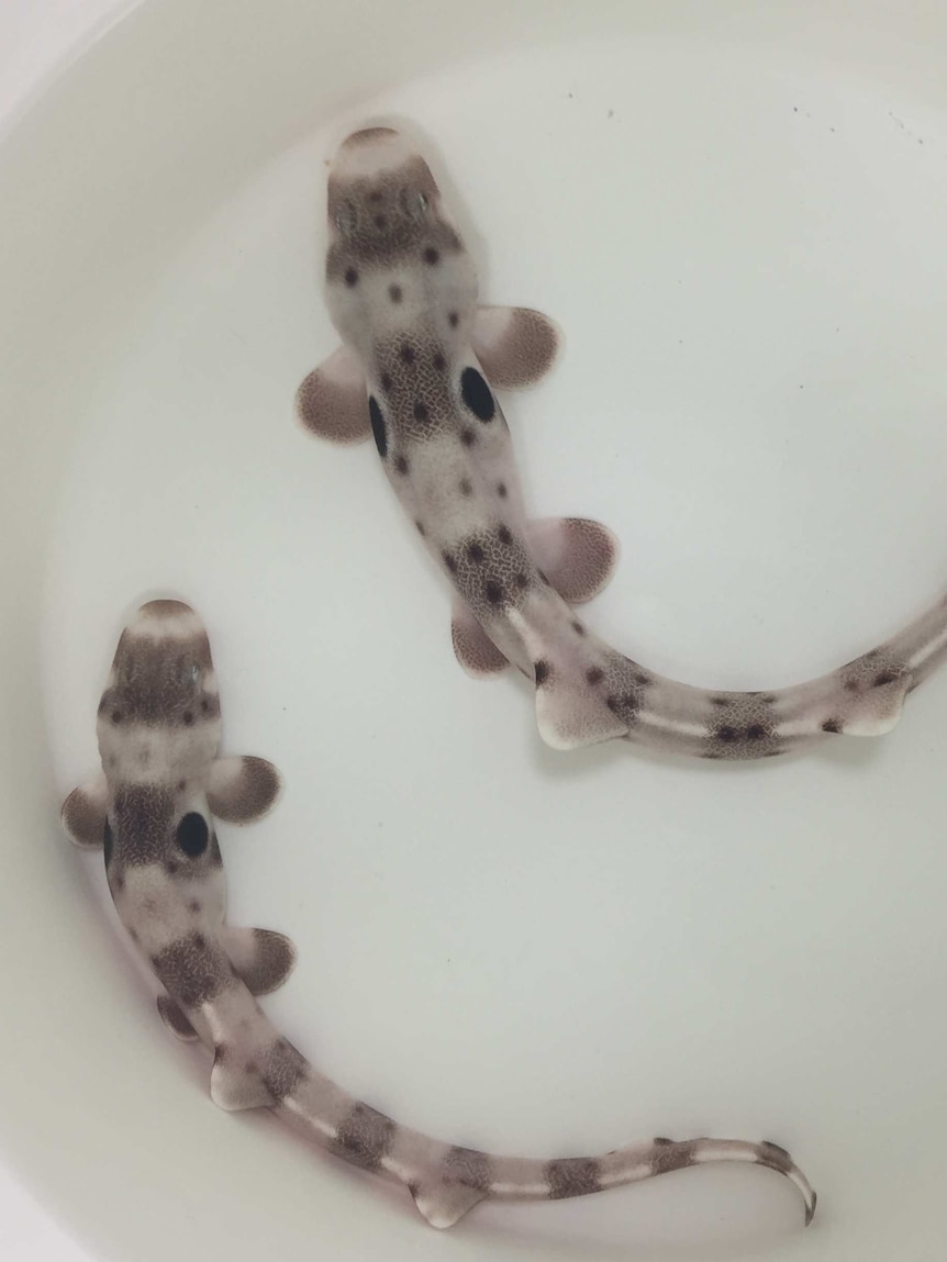 Tiny epaulette carpet shark found across northern Australia and New Guinea