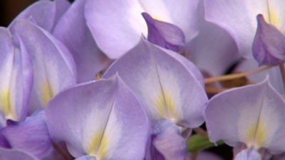 Purple Flowering Plants