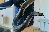Man holding a large red bellied black snake in a safe manner, smiling