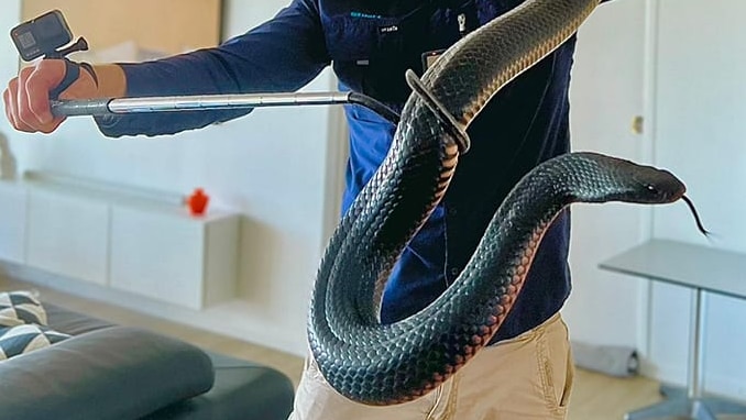 Australian Woman Finds Highly Venomous 6-Foot-Long Snake