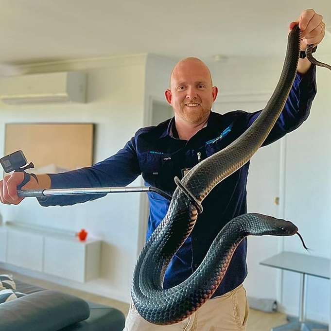 Man holding a large red bellied black snake in a safe manner, smiling