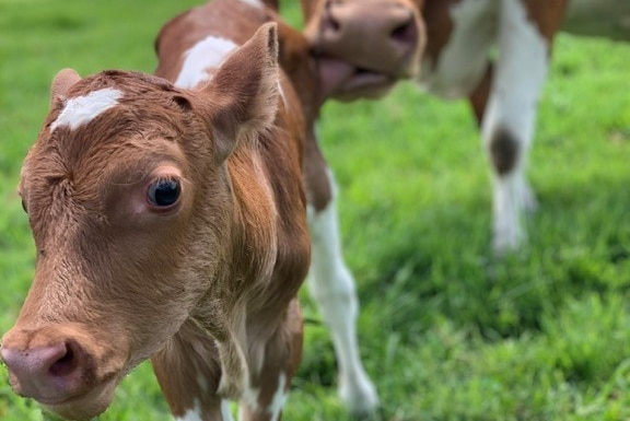 A cute calf with its mother.