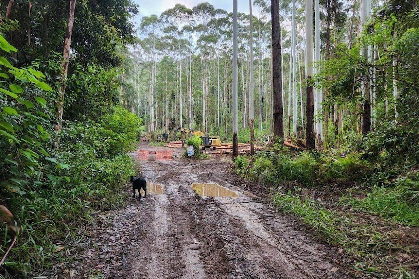 Muddy and wet road leading to a logging site within a wet, green forest 