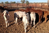 Cattle in a cattleyard at Gipsy Plains