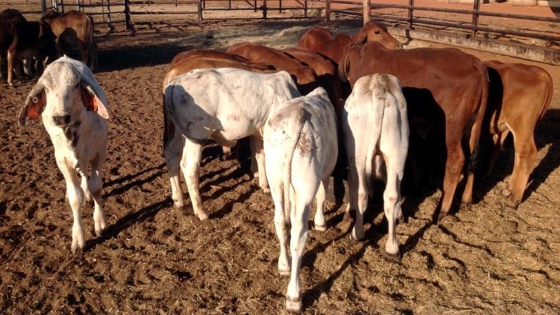 Cattle in a cattleyard at Gipsy Plains