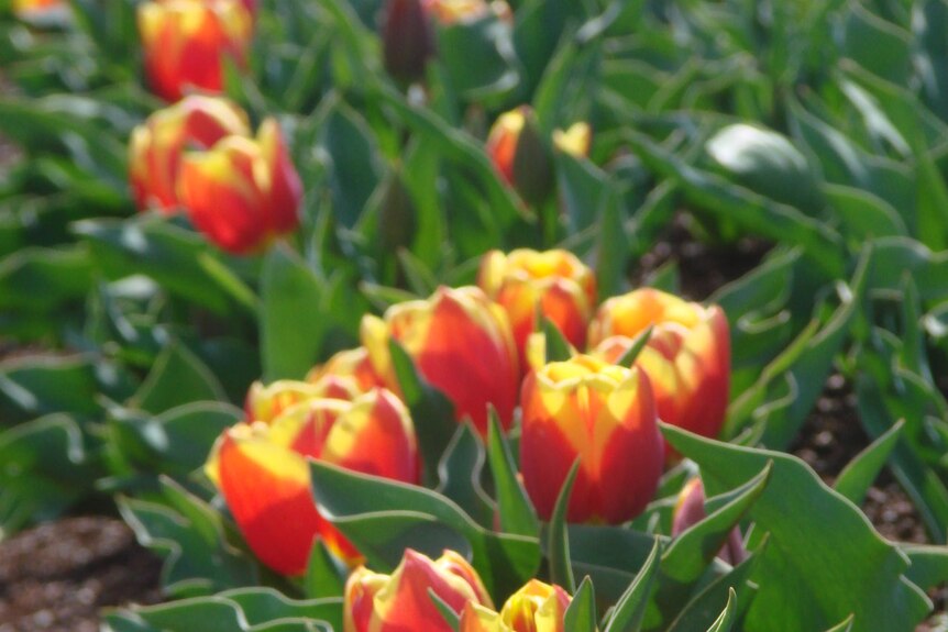 Boat harbour tulips