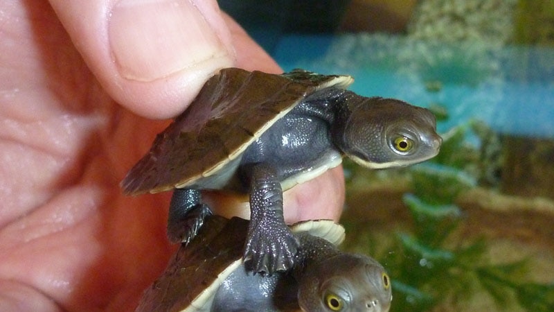 A hand holds two young Murray short-necked turtles on top of each other