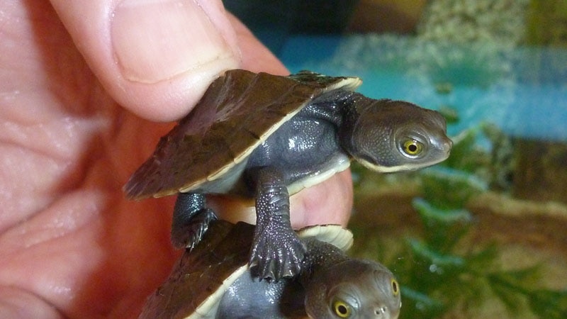 A hand holds two young Murray River Turtles on top of each other