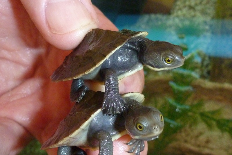 A hand holds two young Murray short-necked turtles on top of each other