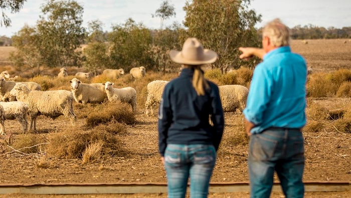 Local Land services vet Jill Kelly looking at sheep in a dry paddock with farmer Hugh Taylor.