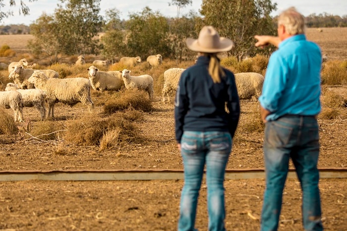 Local Land services vet Jill Kelly looking at sheep in a dry paddock with farmer Hugh Taylor.