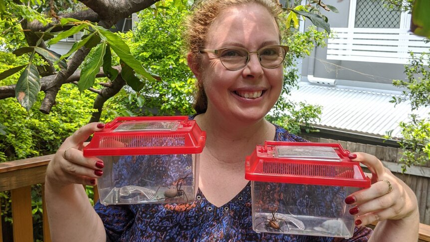Bronwyn Fraser holds two containers with orb-weaver spiders inside that were found in her garden.
