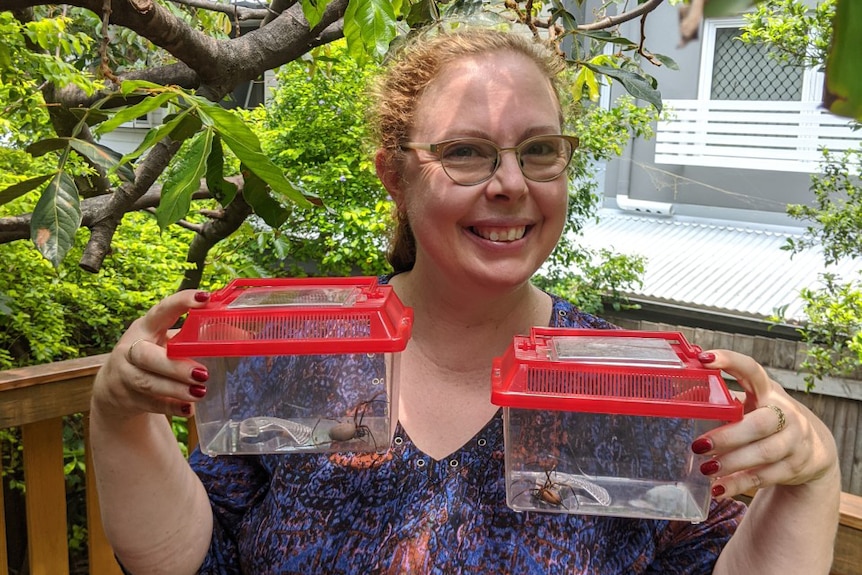 Bronwyn Fraser holds two containers with orb-weaver spiders inside that were found in her garden.