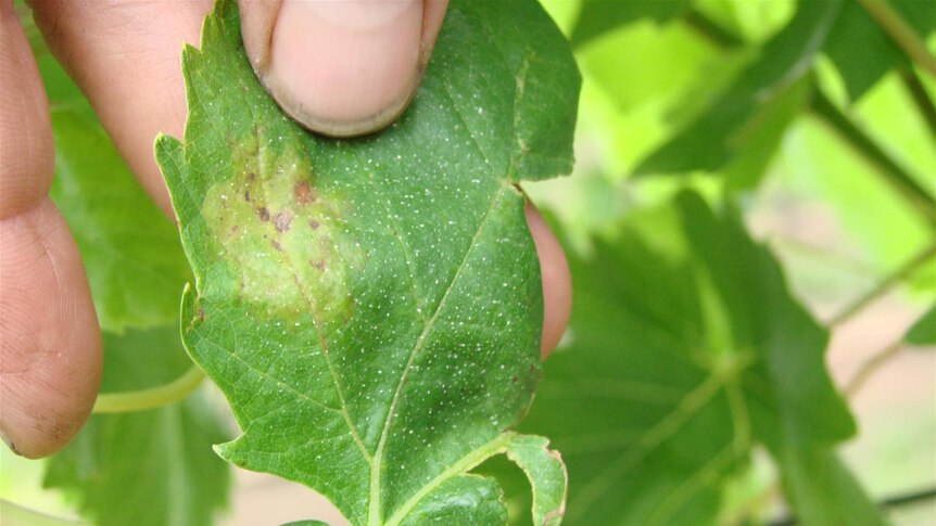 Yellow spots on leaves are indicative of downy mildew