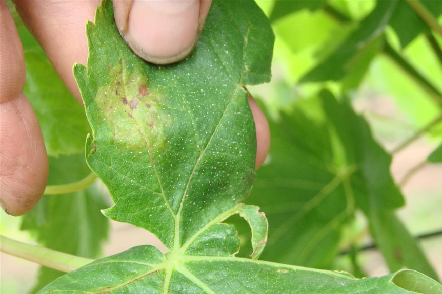 Yellow spots on leaves are indicative of downy mildew